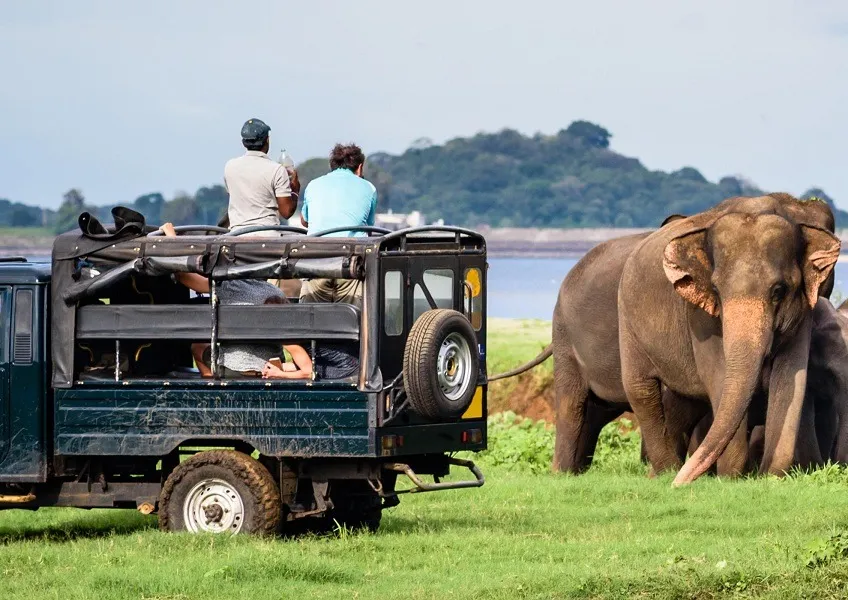 Yala Safari
