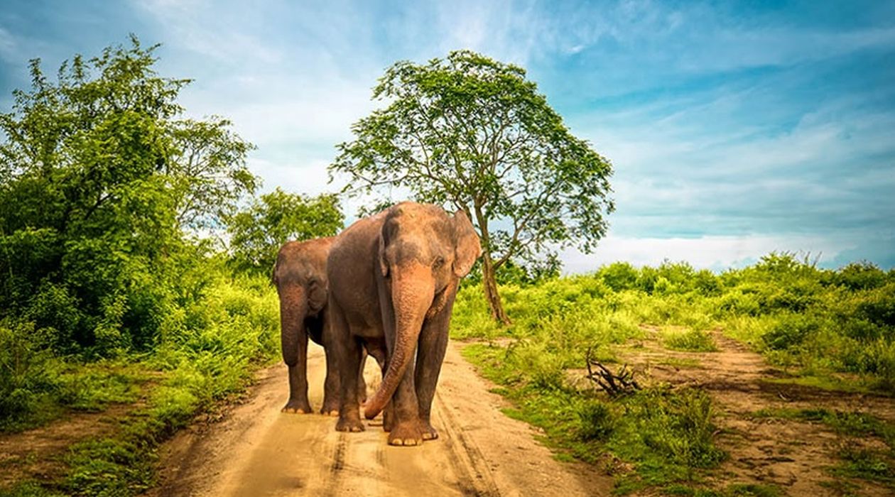 Wildlife Tours